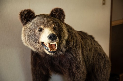 博物館や動物園などの標本・研究材料として